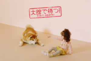 比内地鶏、きりたんぽ…なんと秋田犬が秋田県大館市の名物を体現！観光施設「秋田犬の里」の動画が可愛い♪