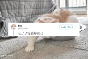 まるで貞子やモンスターのよう（笑）でもなぜか癒されてしまう…不思議なニャンコの写真が面白い！