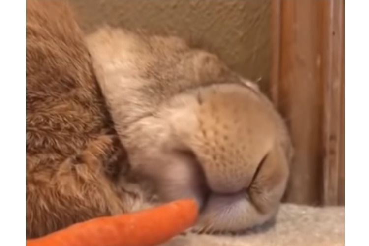 夢の中でも食べてるのかな!?ニンジンの香りで目覚めるウサギが面白可愛い