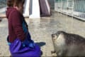 顔が首に埋もれて超絶かわいい!アザラシと飼育員の「でこぼこコンビ」が話題に