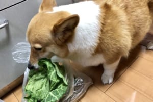 ひとりでこっそりサラダバーを楽しむコーギー犬、飼い主にバレた時の表情がめちゃ可愛い