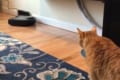 「黒い物体がこっち来るぞ！？」近づいてくるロボット掃除機にニャンコがとった行動とは？