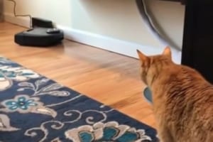 「黒い物体がこっち来るぞ！？」近づいてくるロボット掃除機にニャンコがとった行動とは？
