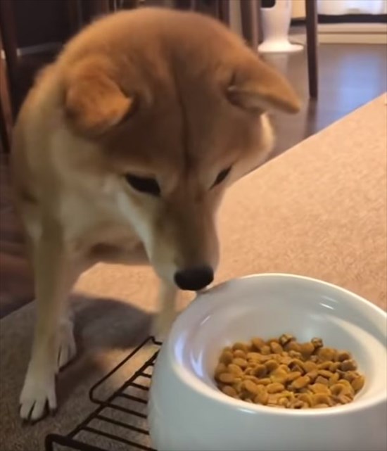 早く食べたいワン 飼い主に 待て と言われるも我慢できずにプルプル体を震わすワンコ Fundo