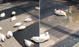 【動画】なんちゅうポーズ…(笑)アヒルの群れの中に一羽おかしな子が!?