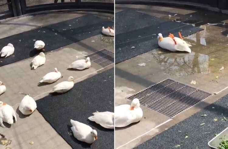 【動画】なんちゅうポーズ…(笑)アヒルの群れの中に一羽おかしな子が！？