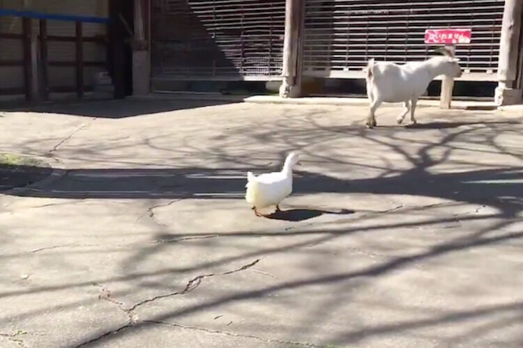 「待ってよぉーー！」爆速で帰宅するガチョウの後を、必死で追いかけるアヒルがめっちゃ可愛い！