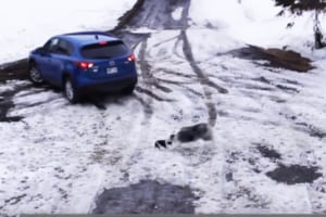 まるでスーパーヒーロー！賢いボーダーコリーが危機一髪でチワワを救出！超アメージングな映像