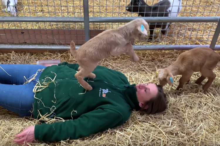 【動画】子ヤギと遊ぶ飼育員にまさかの悲劇!でもなんだかうれしそう♡