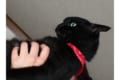 背筋ピーーーン!「猫かどうかも怪しすぎる」姿勢よすぎなニャンコに騒然