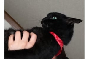 背筋ピーーーン！「猫かどうかも怪しすぎる」姿勢よすぎなニャンコに騒然