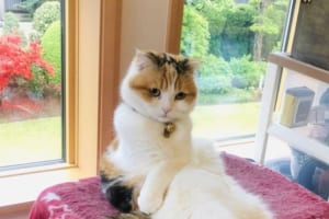 「起きてリビングきたら…...」猫ちゃんが貫禄満点のセクシー姿で座っていて思わずビックリ！