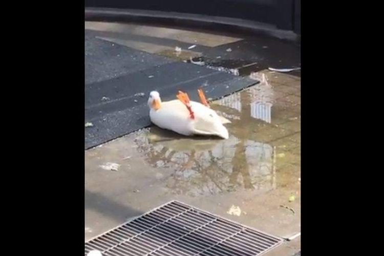 【動画】なんちゅうポーズ…(笑)アヒルの群れの中に一人おかしな子が!?