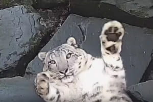 びっくりニャ！？カメラに気づいたユキヒョウのリアクションが大きなニャンコみたいで可愛い