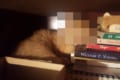 行方不明の子猫が意外な場所で眠っているのを発見!起こそうとしたけど、この顔を見たら起こせない…