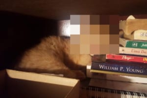 行方不明の子猫が意外な場所で眠っているのを発見！起こそうとしたけど、この顔を見たら起こせない…