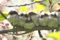 左から3番目の子がムギュウってなってて可愛い♪ 体を寄せ合って木の枝に止まるエナガ団子
