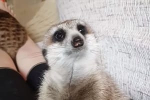 飼い主さんの膝の上で、睡魔と戦うミーアキャットが可愛すぎる♪