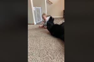 一体何が起こったの！？赤ちゃんもビックリ&笑顔になるワンコの必殺技が炸裂！