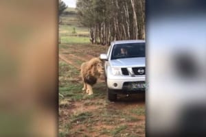 ライオンが車に近づいていき、いったい何をするのかと思いきや予想外の行動に…！