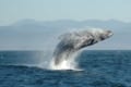 “クジラの祖先が4本足だったことを示す証拠”が南米で初めて確認される…国際研究チームが発表