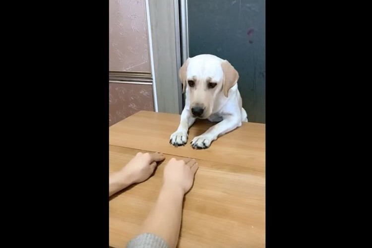 左!右!左!右!飼い主さんの動きをパーフェクトに真似するワンコが可愛らしい♪