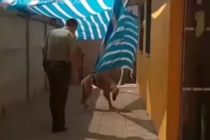 シートが絡まり身動きできないワンコを駆けつけた警察官が救助！助かったワンコがとある行動に…