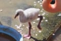 小さくても脚は立派！片脚を上げたフラミンゴのヒナが可愛い♪ 神戸市立王子動物園
