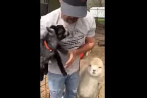 男性からのハグ待ちで群がる赤ちゃんヤギたち。どさくさまぎれにアルパカが現われるも…