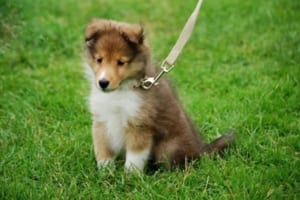 ペットの殺処分問題と向き合った末に「動物を売らないペットショップ」へ…その決断に称賛の声