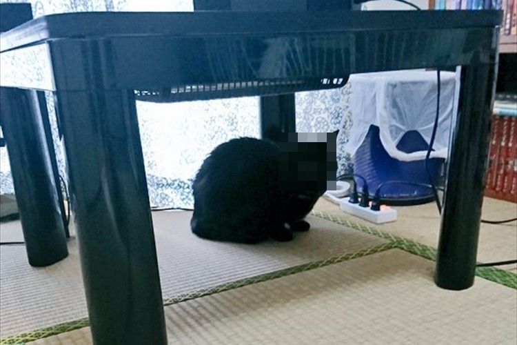 「あれ?あったかくニャい…」コタツの下で困惑するニャンコの表情が虚無感に満ちている