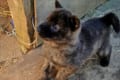 アメリカで画期的な判決!犬や猫の保護活動にかかった諸経費を申告すれば税金控除されることに