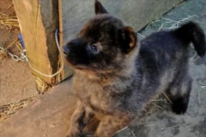 アメリカで画期的な判決！犬や猫の保護活動にかかった諸経費を申告すれば税金控除されることに