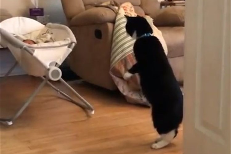 人間の赤ちゃんを初めて見たニャンコ。驚きすぎたのか直立不動で立ちつくす姿が話題に!