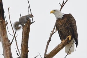 リスとワシがにらみ合う緊張感漂うワンシーンが話題に！この後は意外な結末に！？