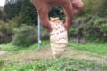 「怒ってらっしゃるぅぅ」風の谷のナウシカに登場する“王蟲(オーム)”のようなタケノコが発見される!
