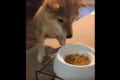 「早く食べたいワン！」飼い主に「待て」と言われるも我慢できずにプルプル体を震わすワンコ