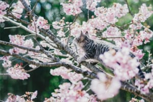 庭で桜の写真を撮影していたら思わぬ乱入者が！「可愛い乱入」「乱入した上で絵になる」