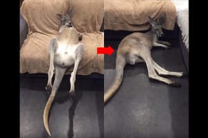 ソファから落ちても二度寝！意地でも起きないカンガルーに朝の自分の姿と重ねてしまう（笑）