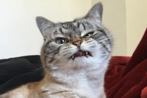 え、怒ってる...？怒り顔だけどめっちゃ可愛いニャンコのロキちゃんがSNSで大人気！