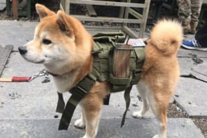 「可愛すぎ」「ドッグフードあげなきゃ！」サバゲーで目撃された可愛すぎるワンコに多くの人がメロメロ