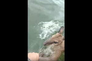 海で溺れる小さなワラビーを救出！人間と動物の間に生まれた信頼関係に感動