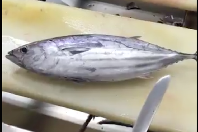 見ていて爽快！魚屋のお兄さんがさばく「鰹の三枚おろし」がスゴすぎる！