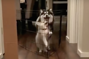 格が違う！？ケージを飛び越えたい弟犬と、その上を余裕で飛び越える兄のポンスキーが話題に