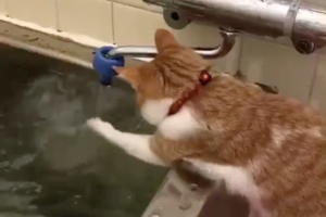 ちょうどいい温度だにゃ！人間と同じようにお湯加減をみる猫、その手つきに癒される