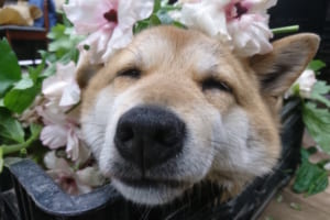 こんな会社で働きたい！社員たちを癒しまくる、一風変わった管理職がめちゃかわいい！