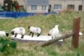 リアル”ひつじのショーン”(笑)捨てられたマットレスではしゃぐ羊たちがめちゃかわいい!
