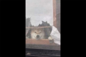 “窓の外から水をかける飼い主さん”VS“水を飲もうとするも飲めないワンちゃん”の攻防がまるでコント！