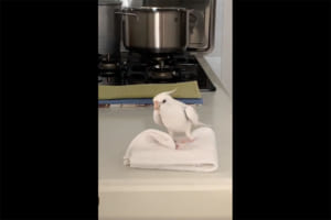 「となりのトットロ、トット～ロ♪」布巾を畳みながら美声を披露！ユニークなオカメインコの動画が話題に