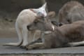お母さんに「好き好き大好き」横浜市金沢動物園の白いオオカンガルー“ルー”くんの甘えっぷりが強烈!